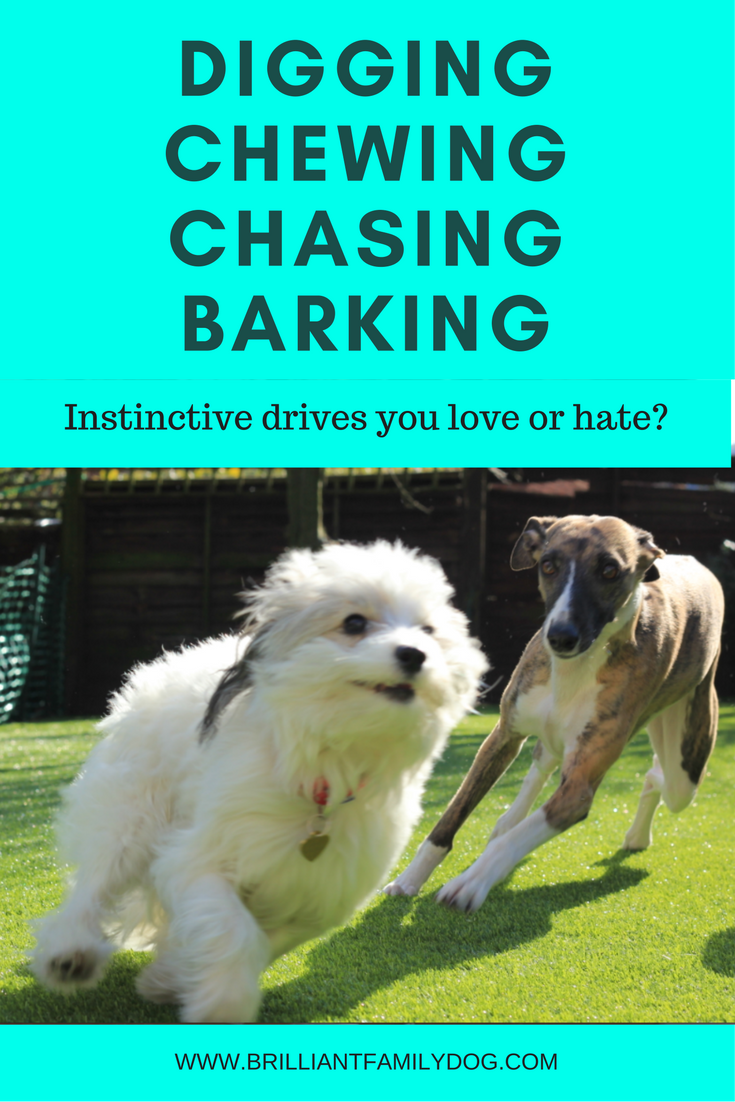 instinctive dog behaviours Brilliant Family Dog Brilliant